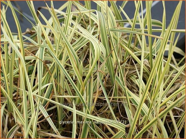 Glyceria maxima 'Variegata' | Bont liesgras, Liesgras | Riesensüßgras