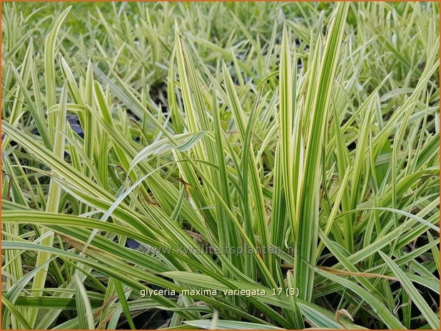 Glyceria maxima 'Variegata' | Bont liesgras, Liesgras | Riesensüßgras