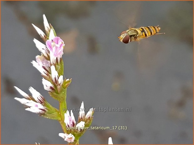 Goniolimon tataricum | Statice | Statice