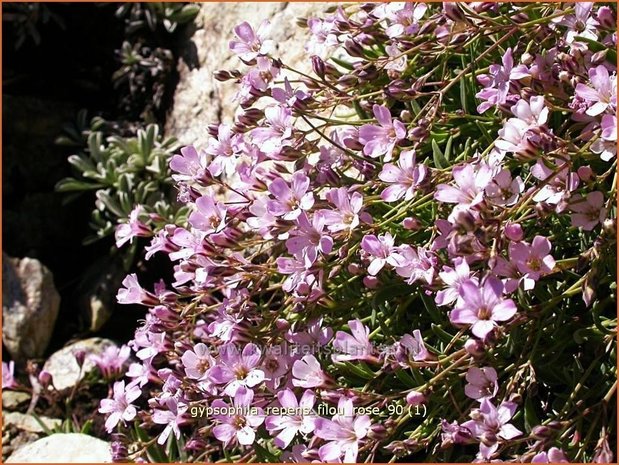 Gypsophila repens 'Filou Rose' | Kruipend gipskruid, Gipskruid | Polster-Schleierkraut