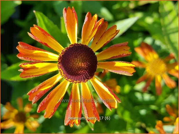 Helenium 'Betty' | Zonnekruid | Sonnenbraut