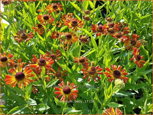 Helenium 'Betty' | Zonnekruid | Sonnenbraut