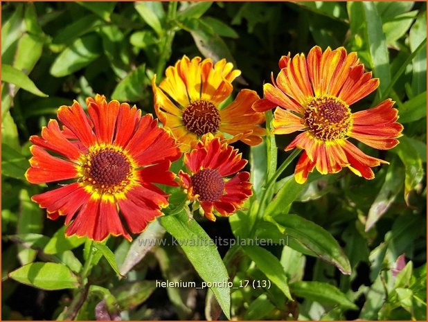 Helenium 'Poncho' | Zonnekruid | Sonnenbraut