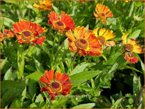 Helenium 'Poncho' | Zonnekruid | Sonnenbraut