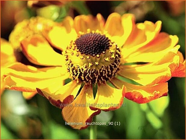 Helenium 'Rauchtopas' | Zonnekruid | Sonnenbraut