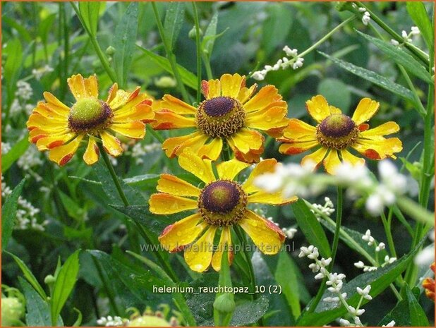 Helenium 'Rauchtopas' | Zonnekruid | Sonnenbraut