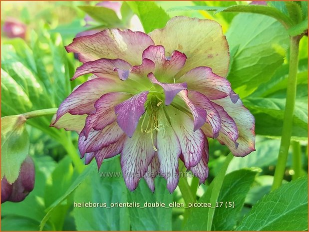 Helleborus orientalis 'Double Ellen Picotee' | Kerstroos, Lenteroos, Vastenroos, Nieskruid | Lenzrose