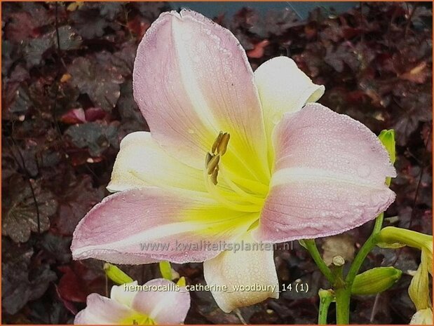 Hemerocallis 'Catherine Woodbury' | Daglelie | Taglilie
