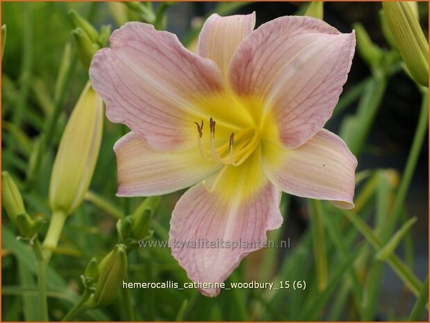 Hemerocallis 'Catherine Woodbury' | Daglelie | Taglilie