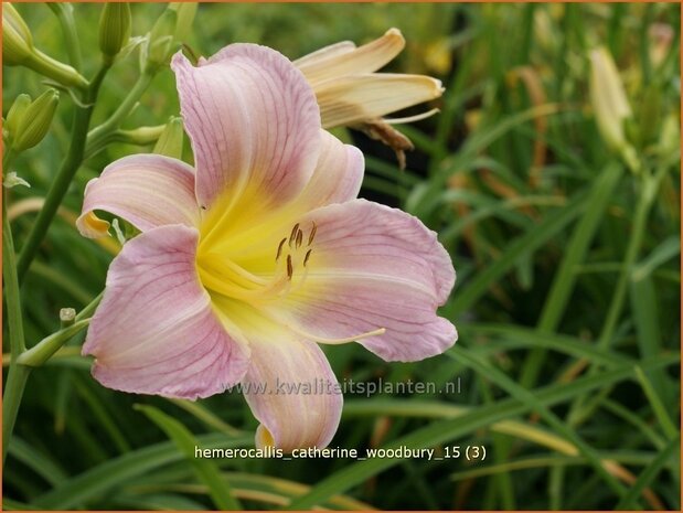 Hemerocallis 'Catherine Woodbury' | Daglelie | Taglilie