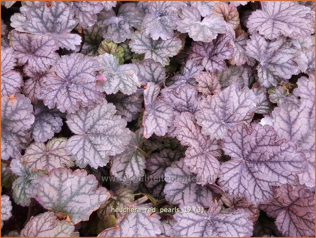 Heuchera 'Red Pearls' | Purperklokje | Purpurglöckchen