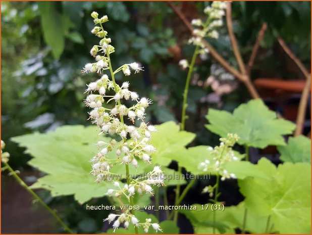 Heuchera villosa var. macrorrhiza | Purperklokje | Samthaariges Silberglöckchen