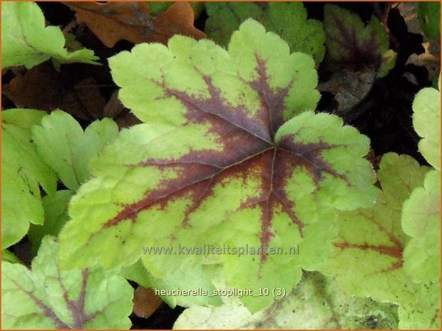 Heucherella 'Stoplight' | Purperklokje | Bastardschaumblüte