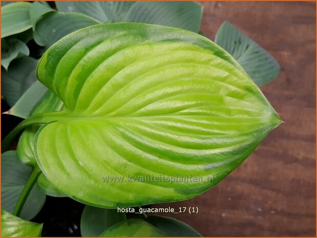 Hosta 'Guacamole' | Hosta, Hartlelie, Funkia | Funkie