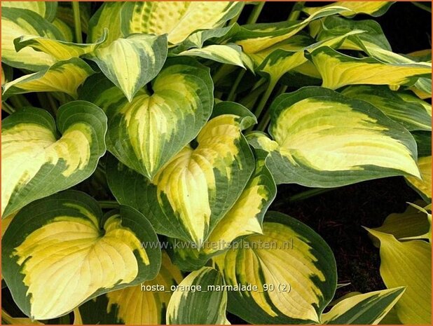 Hosta 'Orange Marmalade' | Hosta, Hartlelie, Funkia | Funkie