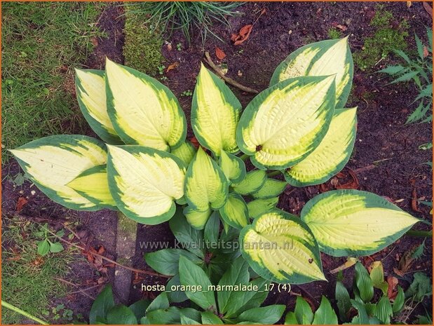 Hosta 'Orange Marmalade' | Hosta, Hartlelie, Funkia | Funkie