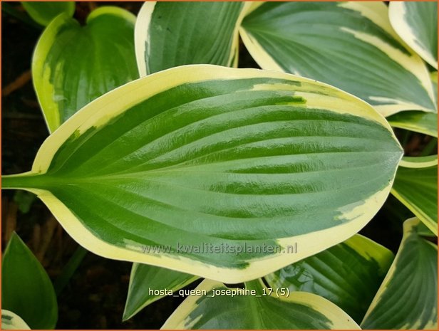 Hosta 'Queen Josephine' | Hosta, Hartlelie, Funkia | Funkie | Hosta