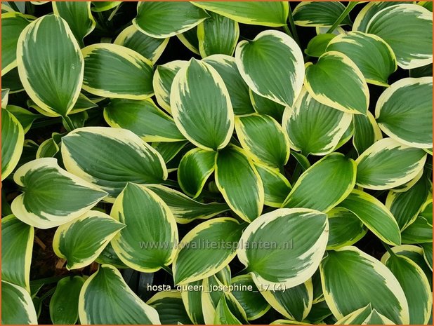 Hosta 'Queen Josephine' | Hosta, Hartlelie, Funkia | Funkie | Hosta