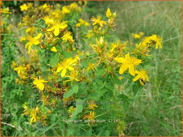 Hypericum perforatum | Sint-Janskruid, Hertshooi | Tüpfel-Johanniskraut