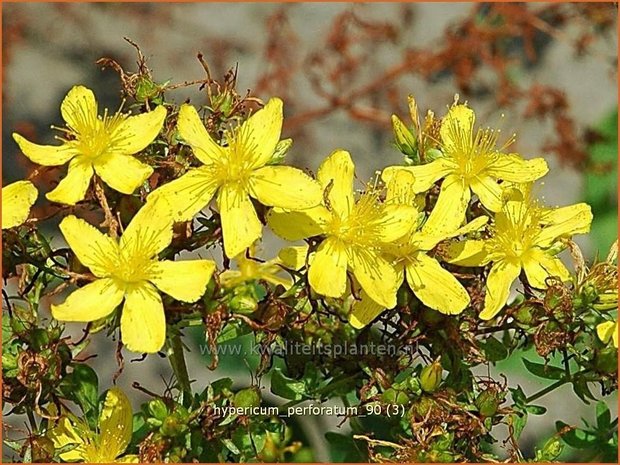 Hypericum perforatum | Sint-Janskruid, Hertshooi | Tüpfel-Johanniskraut