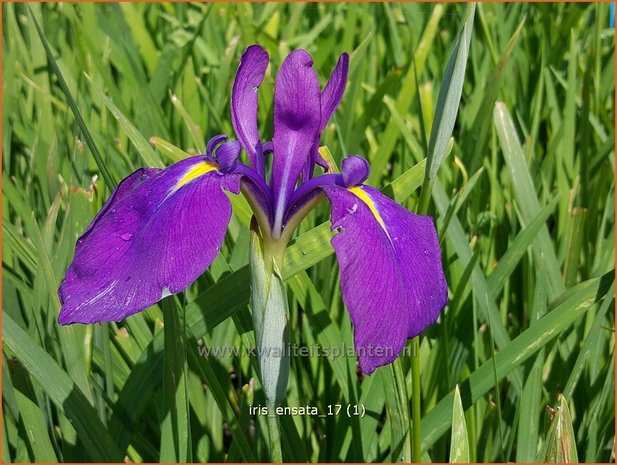 Iris ensata | Japanse iris, Iris, Lis | Japanische Sumpf-Schwertlilie