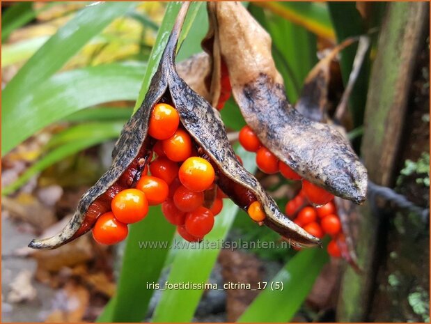 Iris foetidissima 'Citrina' | Stinkende lis, Iris, Lis | &Uuml;belriechende Schwertlilie