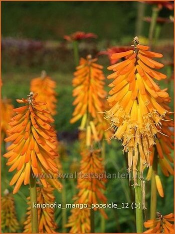 Kniphofia 'Mango Popsicle' | Vuurpijl, Fakkellelie | Fackellilie