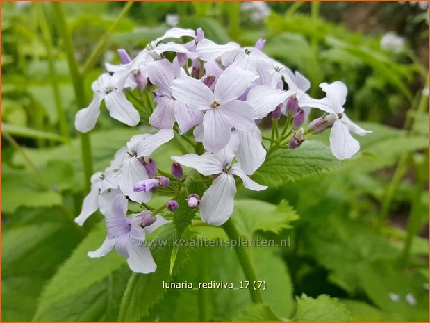 Lunaria rediviva | Vaste judaspenning, Judaspenning | Staudiger Silberblatt