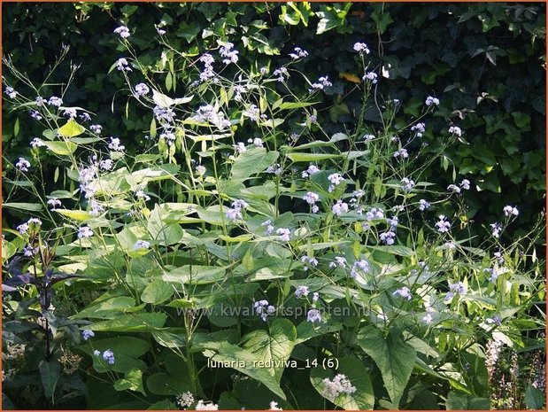 Lunaria rediviva | Vaste judaspenning, Judaspenning | Staudiger Silberblatt