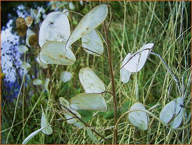 Lunaria rediviva | Vaste judaspenning, Judaspenning | Staudiger Silberblatt