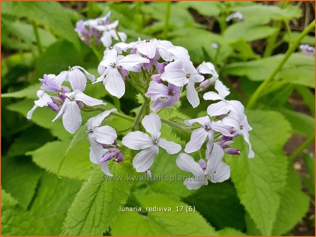 Lunaria rediviva | Vaste judaspenning, Judaspenning | Staudiger Silberblatt