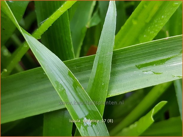 Luzula sylvatica | Grote veldbies, Veldbies | Wald-Hainsimse