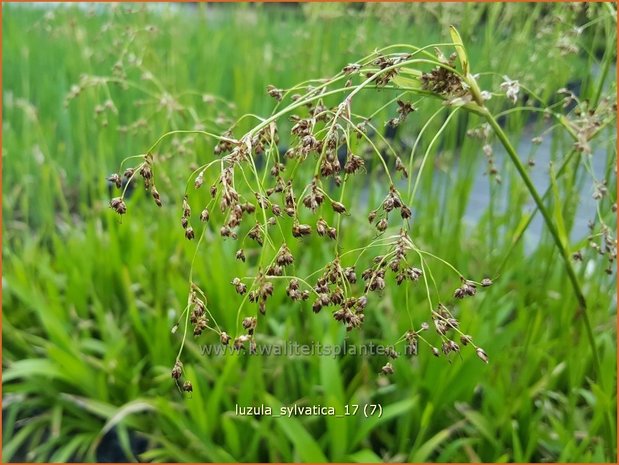 Luzula sylvatica | Grote veldbies, Veldbies | Wald-Hainsimse