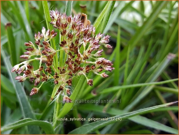 Luzula sylvatica 'Galgenveld' | Grote veldbies, Veldbies | Wald-Hainsimse