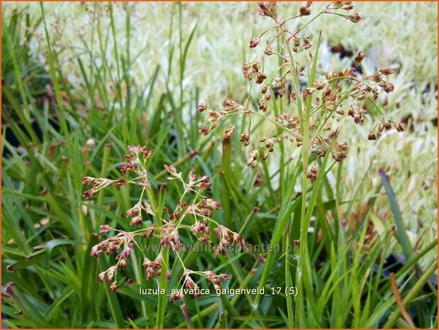 Luzula sylvatica 'Galgenveld' | Grote veldbies, Veldbies | Wald-Hainsimse