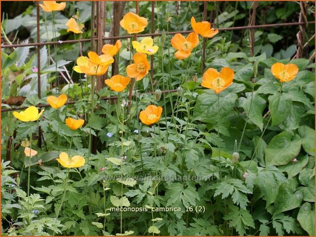 Meconopsis cambrica | Schijnpapaver | Kambrischer Scheinmohn | Himalayan Poppy