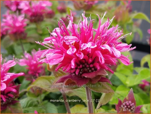 Monarda 'Cranberry Lace' | Bergamotplant, Indianennetel | Indianernessel