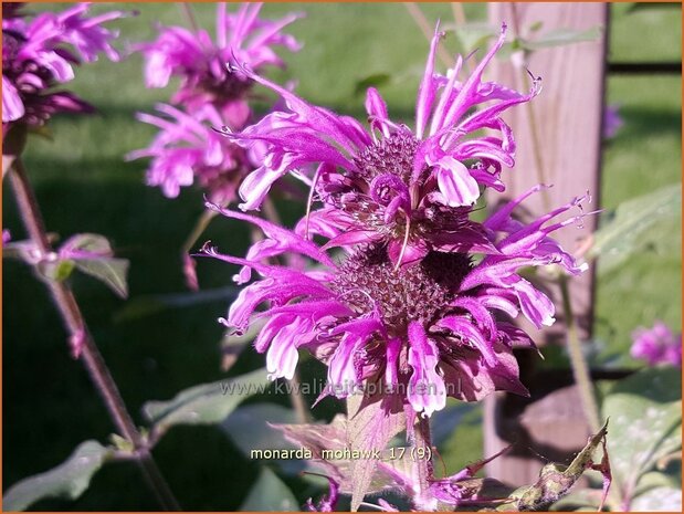 Monarda 'Mohawk' | Bergamotplant, Indianennetel | Indianernessel