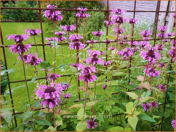 Monarda 'Mohawk' | Bergamotplant, Indianennetel | Indianernessel