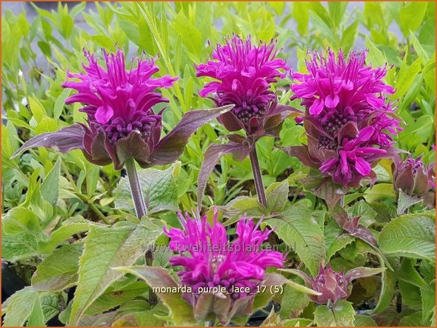 Monarda 'Purple Lace' | Bergamotplant, Indianennetel | Indianernessel