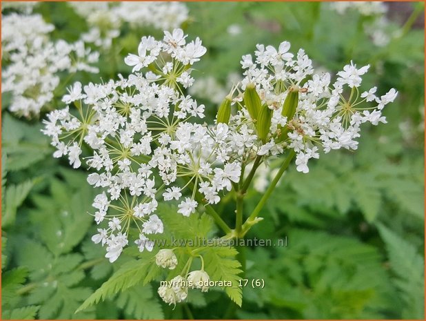 Myrrhis odorata | Roomse kervel | Süßdolde