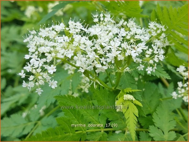 Myrrhis odorata | Roomse kervel | Süßdolde