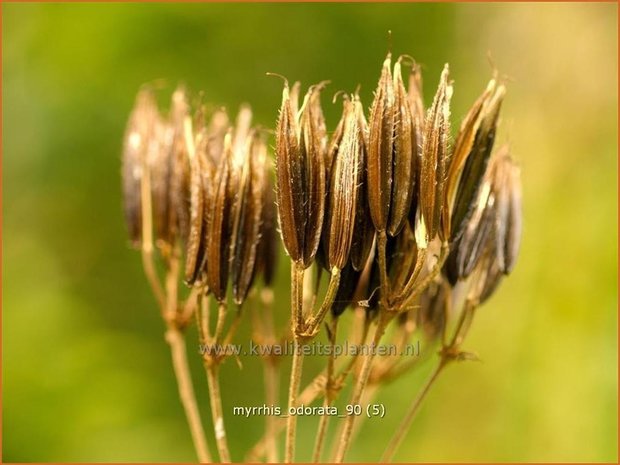 Myrrhis odorata | Roomse kervel | Süßdolde