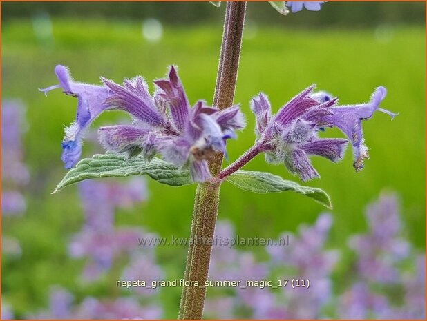 Nepeta grandiflora 'Summer Magic' | Kattenkruid | Gro&szlig;bl&uuml;tige Katzenminze