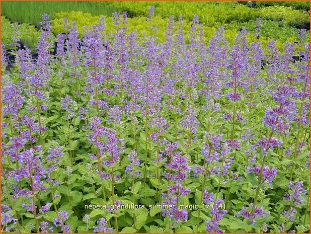 Nepeta grandiflora 'Summer Magic' | Kattenkruid | Gro&szlig;bl&uuml;tige Katzenminze