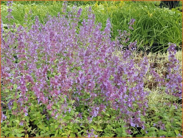 Nepeta grandiflora 'Wild Cat' | Kattenkruid | Gro&szlig;bl&uuml;tige Katzenminze