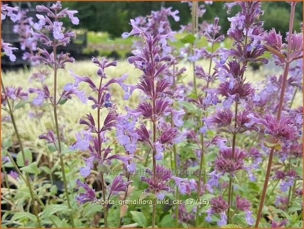 Nepeta grandiflora 'Wild Cat' | Kattenkruid | Gro&szlig;bl&uuml;tige Katzenminze