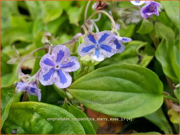 Omphalodes cappadocica 'Starry Eyes' | Amerikaans vergeet-mij-nietje, Witte onschuld | Kaukasus-Gedenkemein