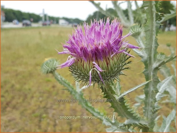 Onopordum nervosum | Wegdistel, Ezelsdistel | Eselsdistel