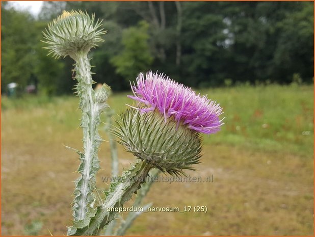 Onopordum nervosum | Wegdistel, Ezelsdistel | Eselsdistel